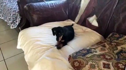 Welcome to dog talk episode 1 talking about a Minnie Dutcha