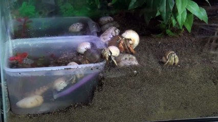 Hermit  Crab Pool Party