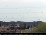 Daybreak Crow Swarm!  