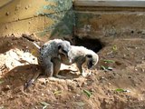 Meerkat copulation in Safari