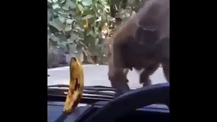 I must have that banana!