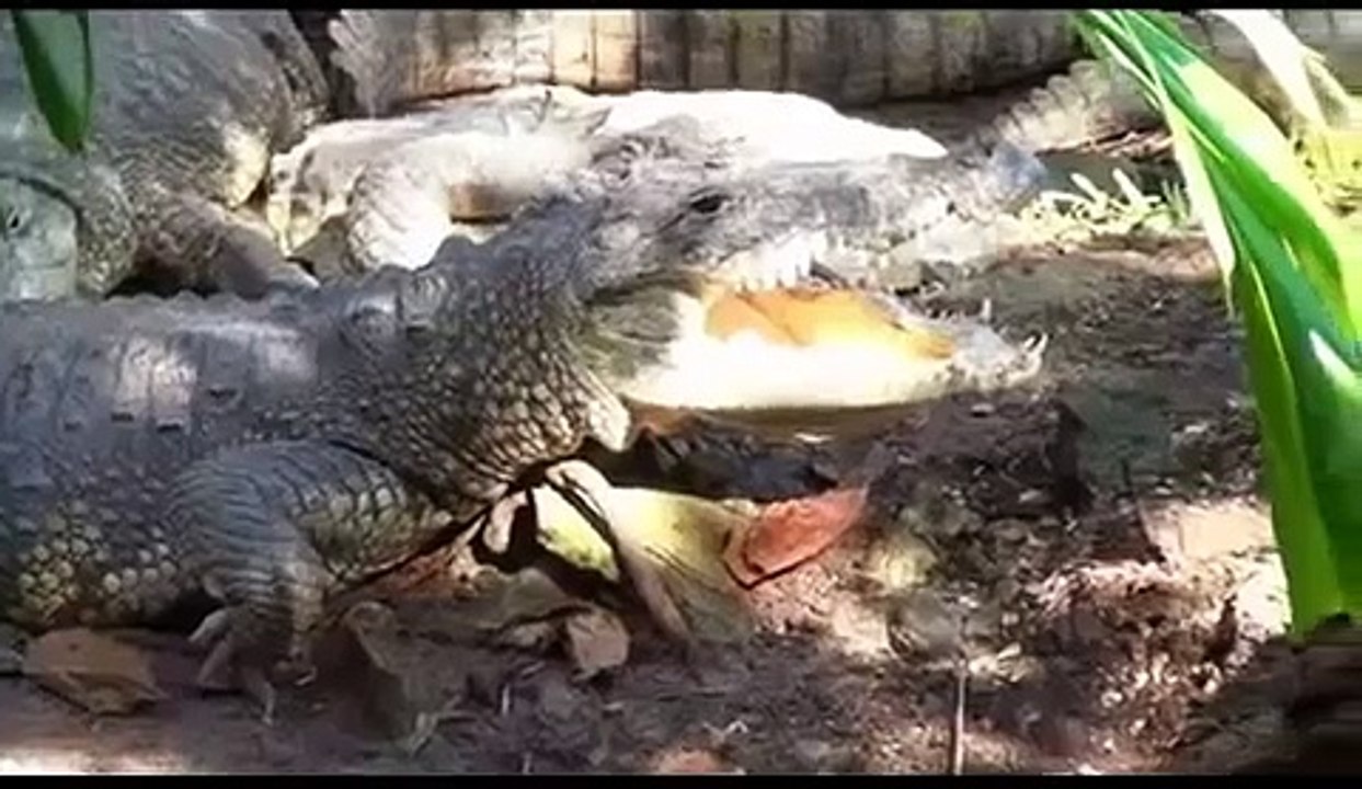 Crocodile vs Anaconda Animal Face Off Battle for Survive 2015