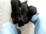 4 Cachorros Hembra de 2 meses Cocker Spaniel