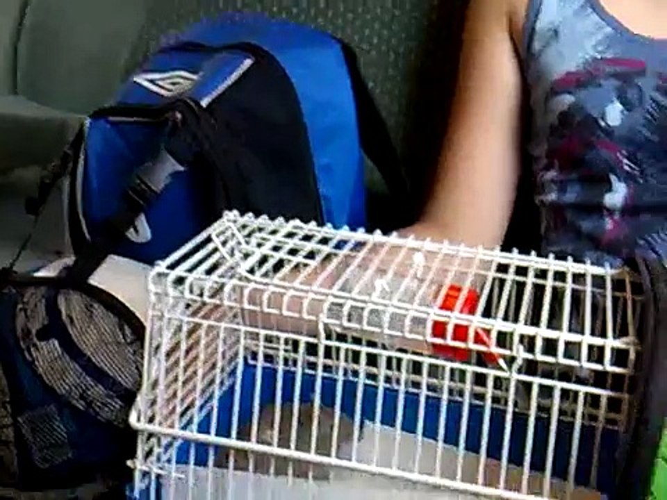 Gerbils on the train