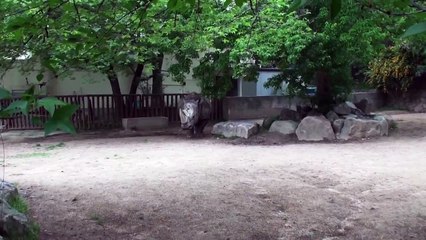 20110503153854.m2ts　神戸王子動物園　エミュー