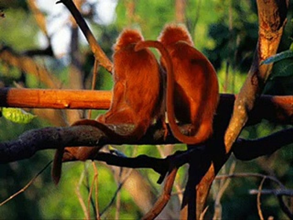 hayvanlar alemi süper komik