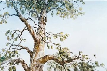 As Pequenas Aventuras de Winnie the Pooh_ Suba Numa Árvore