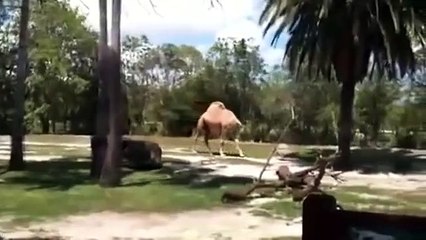 Camel walking Headless in African Park