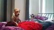Seizure Alert Dog Gives Her Owner Warning