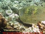 FIBROPAPILLOMA tumors in a Hawaiian Hawksbill/Hawaiian Green