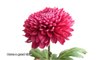facts about chrysanthemums