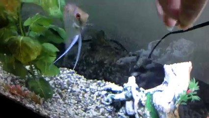 Tossing fish flakes underwater