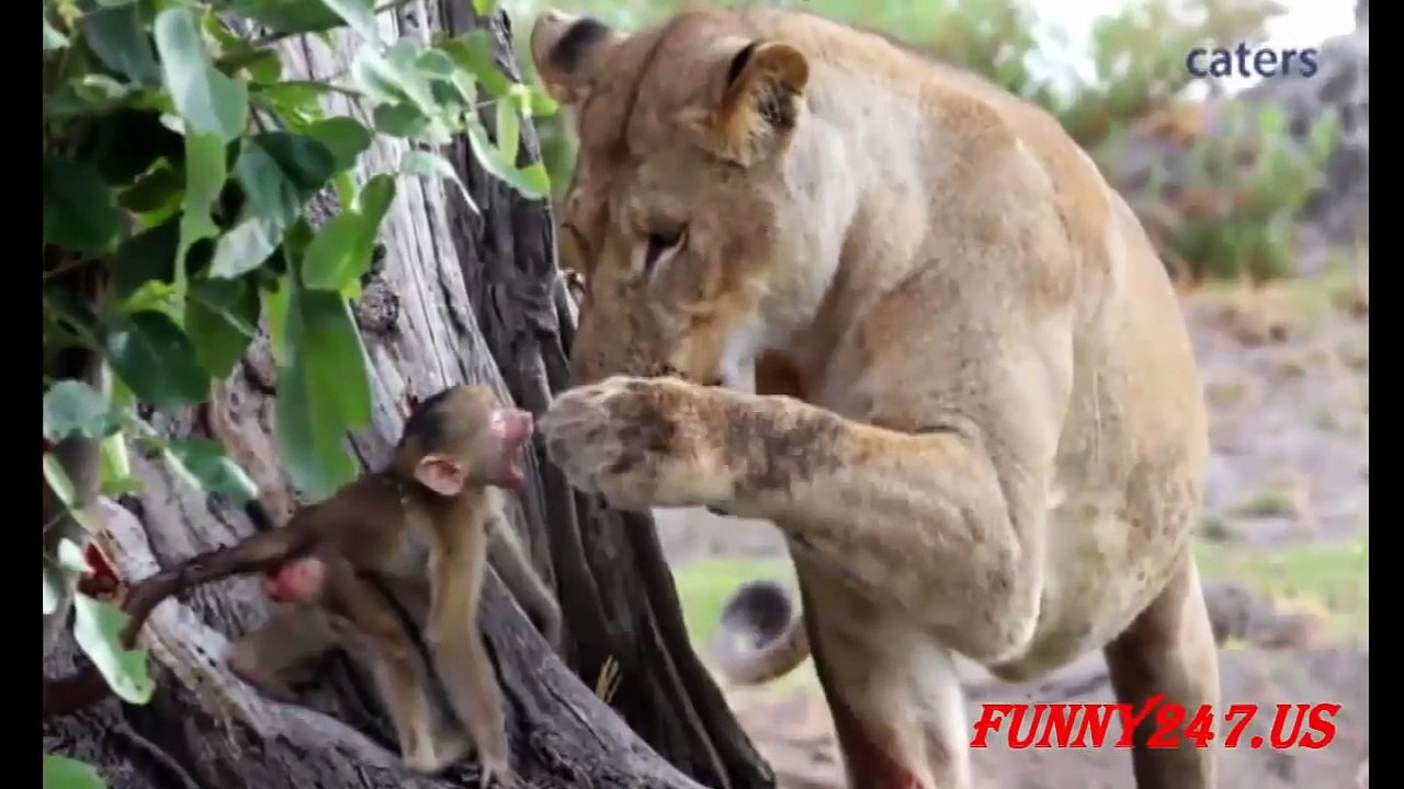 Animal attack