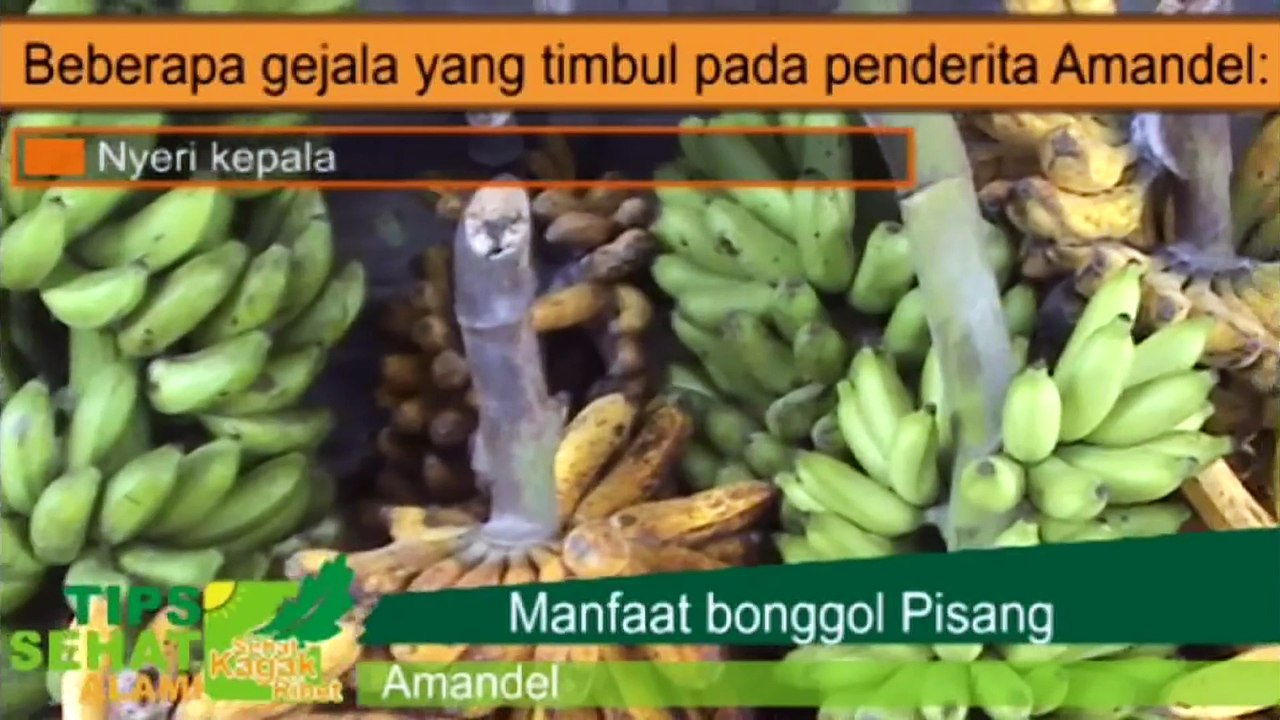 Teknik Pengobatan Alami Ala Israel | Obat Amandel Cara Mengobati Amandel dengan Ramuan Obat Herbal Tanaman Obat Pisang
