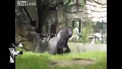 «Fail Compilation 2013 june week» Angry Animals 2013 Funny Youtube Videos
