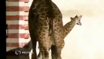 amazing A Really Tall Baby Funny Animal Videos