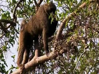 Dr. Robert Sapolsky - Hierarchy Is Bad for Your Health