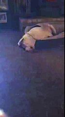 Funny video of Dog Sleeping