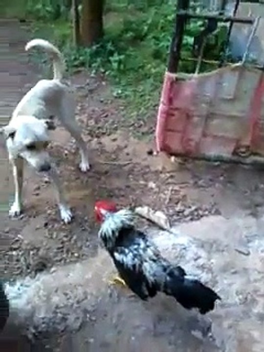 funny dog  vs cock