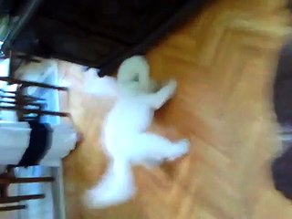 Funny dog videi
