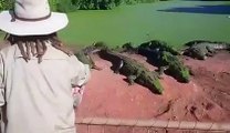 Un crocodile mange la patte d'un congénère