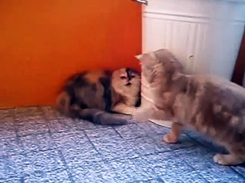 Exotic shorthair ^+^ CHERU & MASMO ^+^ , first day