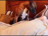 Dog Alarm Clocks Are The Best Alarm Clocks (Funny Compilation)