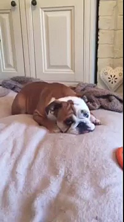 "Sleeping" Bulldog delivers surprise attack