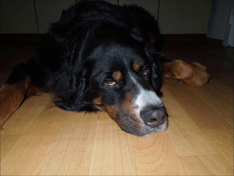 Du bist...........mein paul