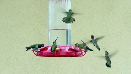Feeding Hummingbirds Welcome Unexpected Visitor