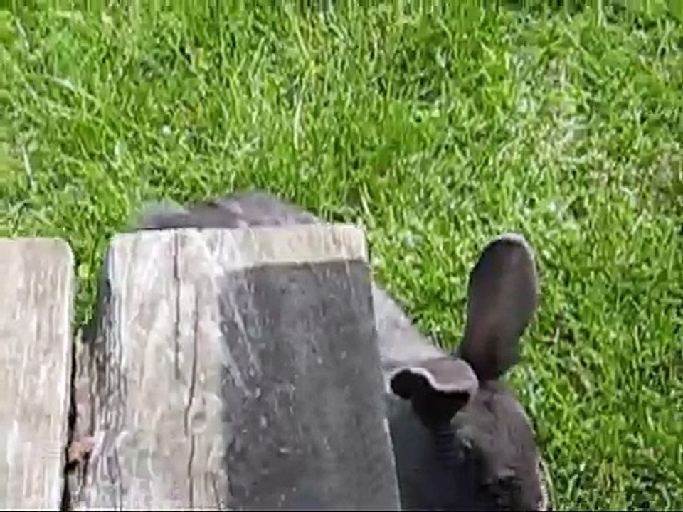 A Bunny Hopped Under our Table - Mountsberg Conservation Area