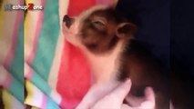 Cute Micro Pig - A Cute Mini Pig Videos Compilation 2015