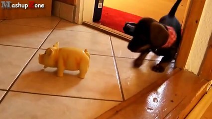 Puppies Barking Compilation - Cute Dog Barking Videos [NEW]