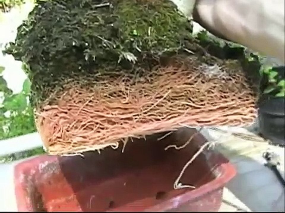 BONSAI NEW EASY METHOD #212-PAPAYA REPLANTS