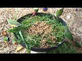 Gouldians and parrot finches feeding