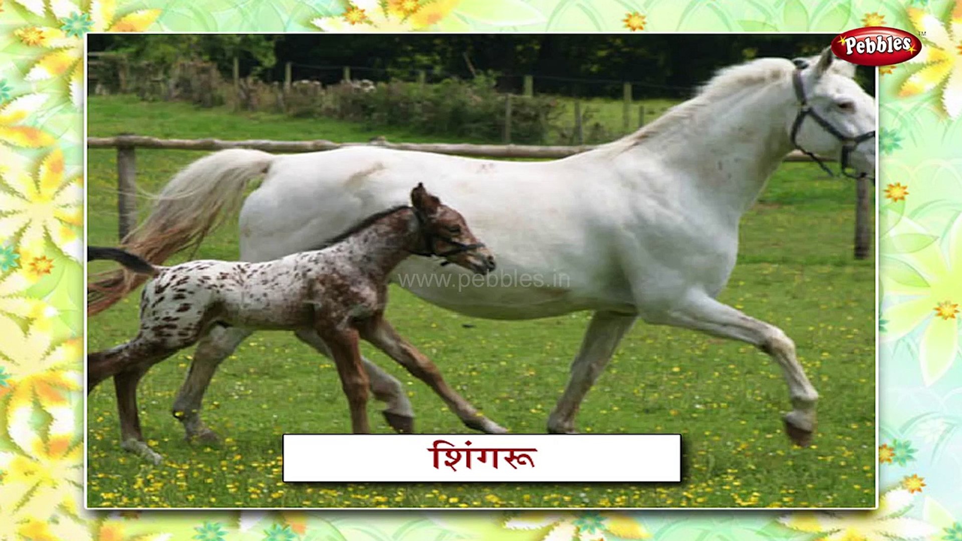 Animal Babies In Marathi | Learn Marathi For Kids | Marathi Grammar |  Marathi For Beginners - video Dailymotion