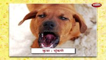 Animal Sounds In Marathi | Learn Marathi For Kids | Marathi Grammar | Marathi For Beginners