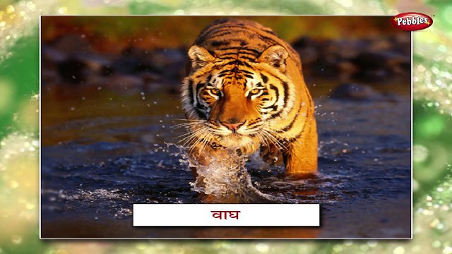 Wild Animals In Marathi | Learn Marathi For Kids | Marathi Grammar | Marathi  For Beginners - video Dailymotion