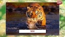 Wild Animals In Marathi | Learn Marathi For Kids | Marathi Grammar | Marathi For Beginners