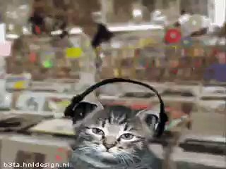lOs gatOs escUxandO mUsica!