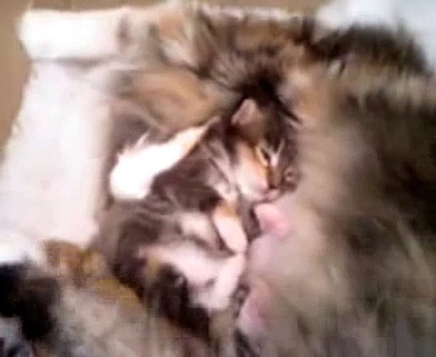 Maine coon kittens 2 weeks old