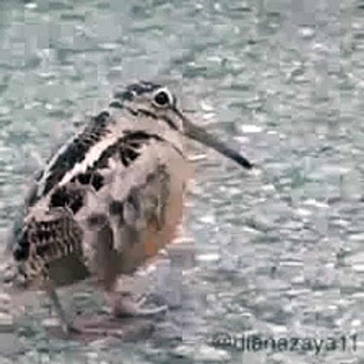 Bird dance