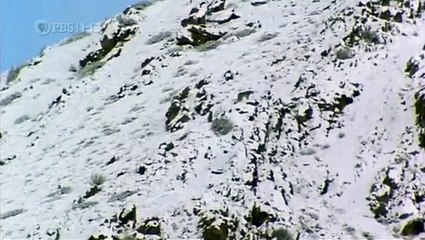 Searching For The Snow Leopard 5/6
