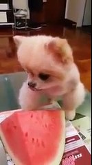 Animals Eating Watermelon Compilation 2013 NEW HD Best Vine Videos