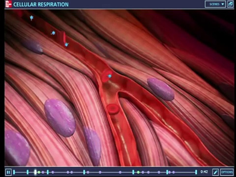 Respiración celular en 3d animación