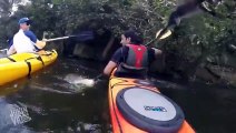 Monkeys Attacks Kayaker _ Monkey Island -