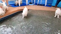 Amazing!!! Beautiful Puppies Swimming In To Pool Soo Crazy Video