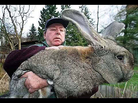 World's 10 Biggest Animals of All Time