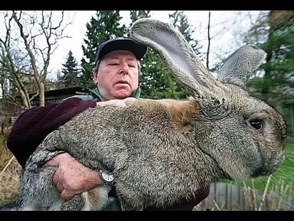 World's 10 Biggest Animals of All Time