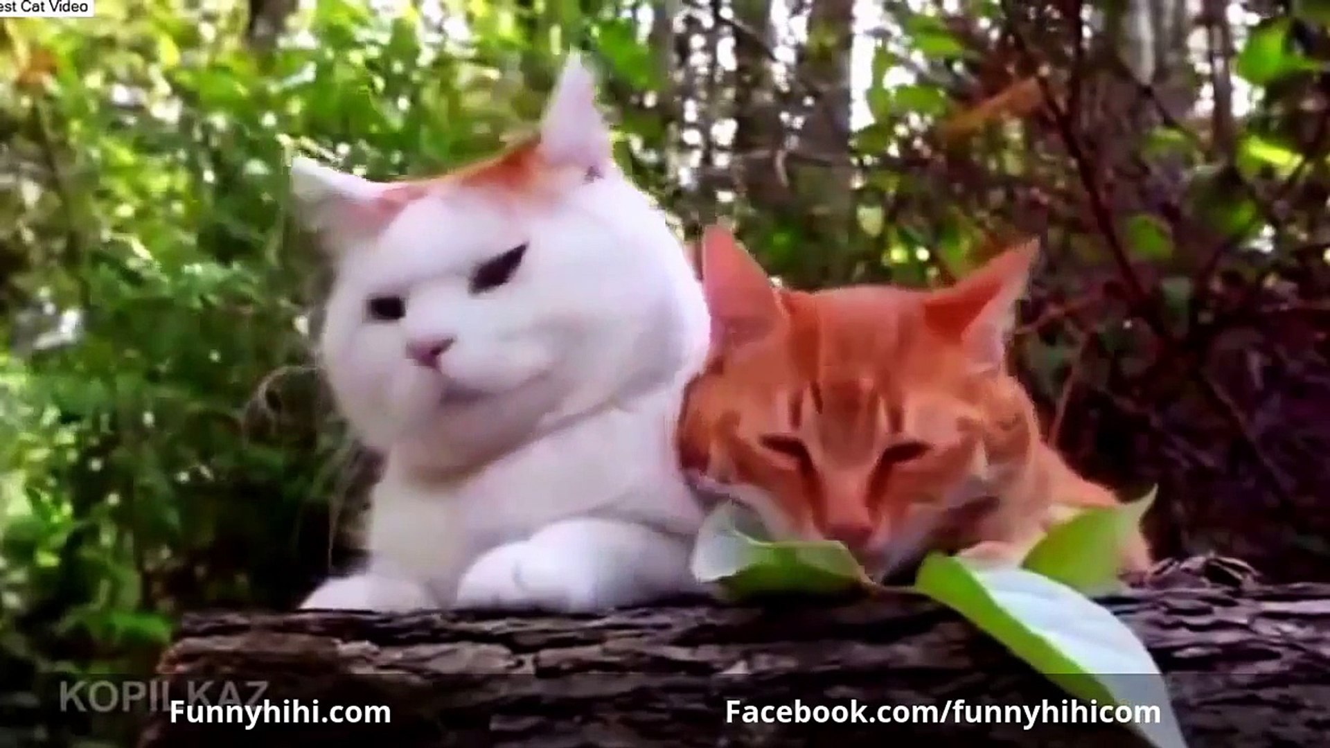 Funny Cats   Funny Cat Videos   Funny Cat Sleep   Funny Animals 2015 part 22
